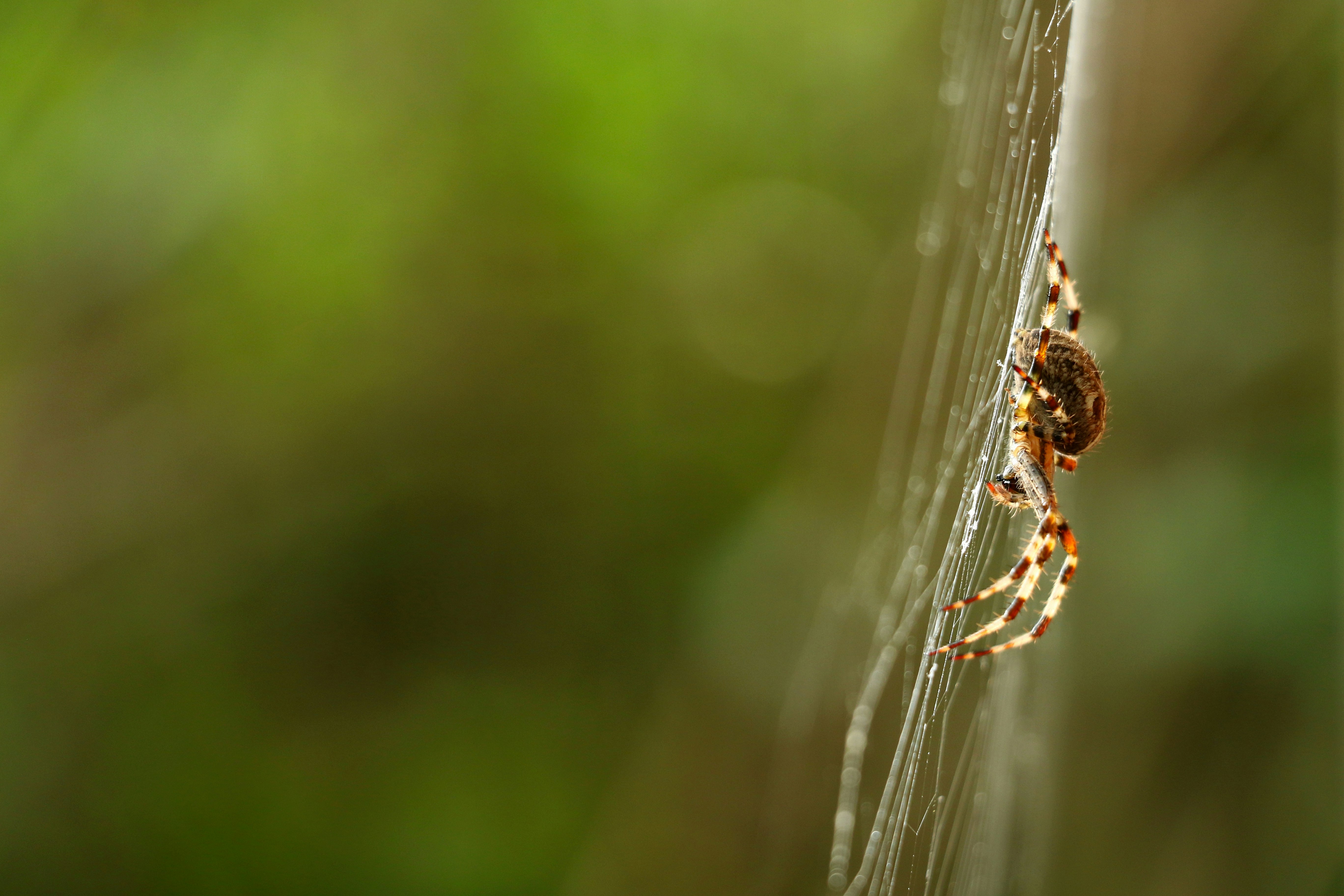 brown multi-legged spider on a cobweb